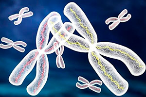 цитогенетические-исследования-хромосомы-картинка